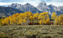 Aspen's Color